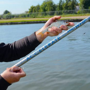 Cresta Identity Accelerate Whip