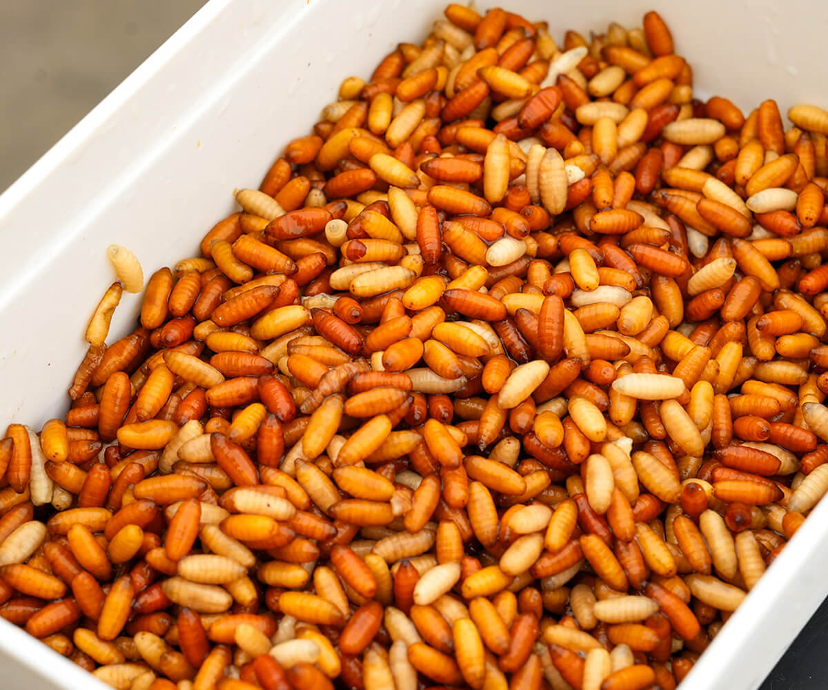 Cresta Bait Tube 1600ml Closed Lid