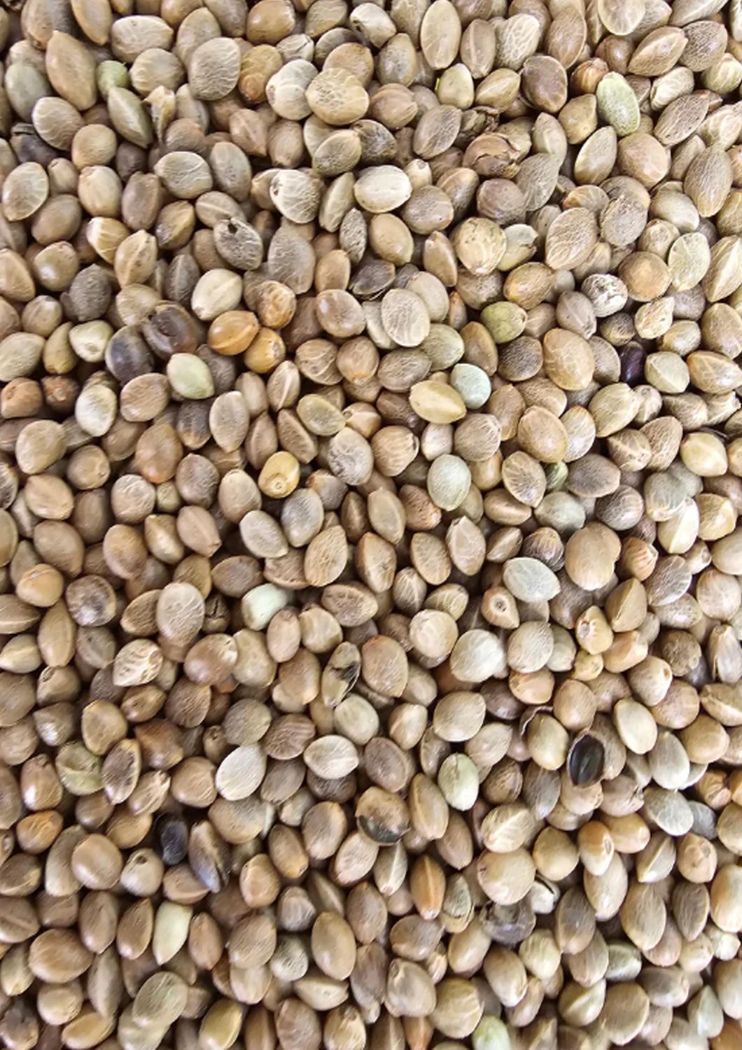 Monster Hennep 500 gram