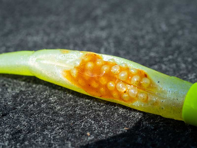 Fox Rage Scent S Shad