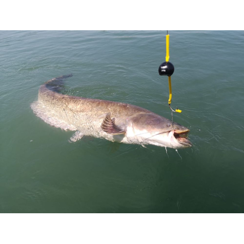 Black Cat Cat Ball Black