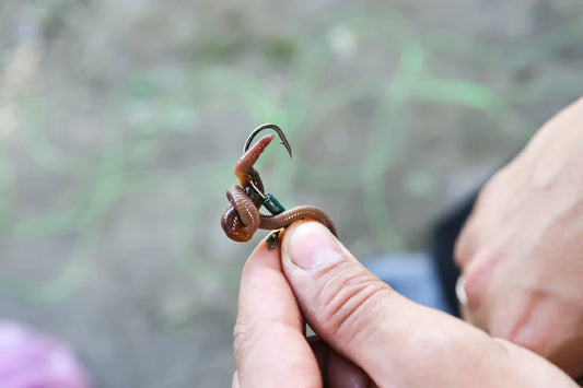 Welk aas werkt het beste voor witvissen?