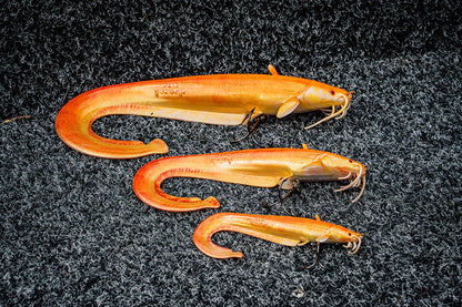 Fox Rage Ultra Realistic Replicant - Golden Catfish