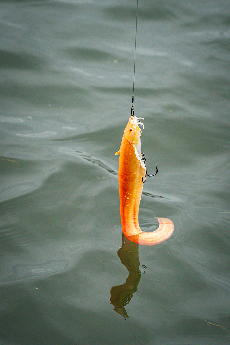 Fox Rage Ultra Realistic Replicant - Golden Catfish