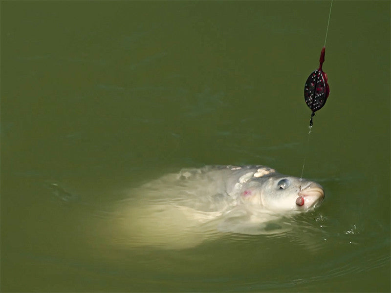 Delphin Method feeder Method QUIX