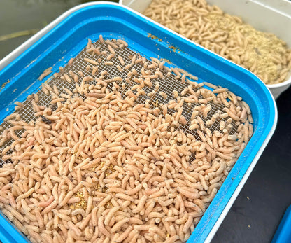 Cresta Bait Tube 1600ml + Metal Riddle