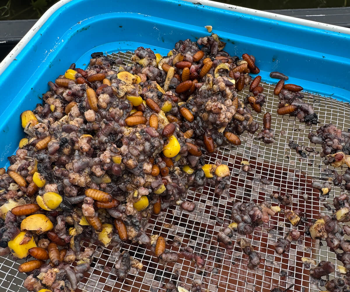 Cresta Bait Tube 1600ml + Metal Riddle