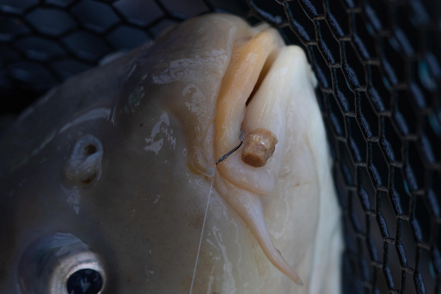 Preston Hookable Bait Bands