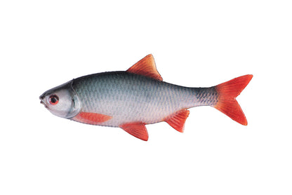 Fox Rage Ultra Natural Fillets Roach