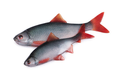Fox Rage Ultra Natural Fillets Roach