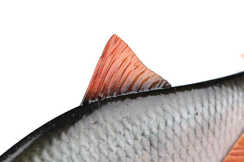 Fox Rage Ultra Naturals Replicant Roach